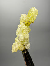 Load image into Gallery viewer, Vibrant Yellow Brucite Thumbnail Mineral Specimen | Collector Crystal from Killa Saifullah District in Balochistan Province, Pakistan
