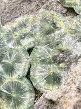 Load image into Gallery viewer, High-Grade Green Wavellite Collectors Specimen - Radiating Botryoidal Crystal Formation - Arkansas, USA
