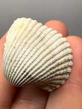 Load image into Gallery viewer, Bivalve (Pelecypoda) Fossil Sea Shell with Chalcopyrite | Mineralized Fossil Specimen | Indonesia
