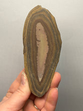 Load image into Gallery viewer, Stromatolite Fossil Slice | Ancient Microbial Reef Structure | Morocco
