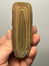Load image into Gallery viewer, Stromatolite Fossil Slice | Ancient Microbial Reef Structure | Morocco
