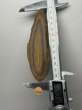 Load image into Gallery viewer, Stromatolite Fossil Slice | Ancient Microbial Reef Structure | Morocco
