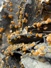Load image into Gallery viewer, Natural Vanadinite on Matrix | Collector Mineral Specimen | Morocco
