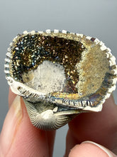 Load image into Gallery viewer, Bivalve (Pelecypoda) Fossil Sea Shell with Chalcopyrite | Mineralized Fossil Specimen | Indonesia
