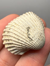 Load image into Gallery viewer, Bivalve (Pelecypoda) Fossil Sea Shell with Chalcopyrite | Mineralized Fossil Specimen | Indonesia

