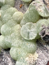 Load image into Gallery viewer, High-Grade Green Wavellite Collectors Specimen - Radiating Botryoidal Crystal Formation - Arkansas, USA
