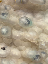Load image into Gallery viewer, Blue-Green Chrysocolla in Botryoidal Chalcedony Cabinet Specimen | Indonesia
