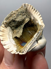 Load image into Gallery viewer, Bivalve (Pelecypoda) Fossil Sea Shell with Chalcopyrite | Mineralized Fossil Specimen | Indonesia
