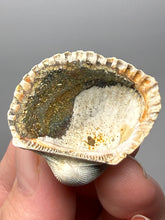 Load image into Gallery viewer, Bivalve (Pelecypoda) Fossil Sea Shell with Chalcopyrite | Mineralized Fossil Specimen | Indonesia
