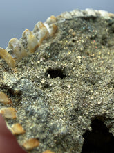 Load image into Gallery viewer, Bivalve (Pelecypoda) Fossil Sea Shell with Chalcopyrite | Mineralized Fossil Specimen | Indonesia
