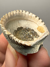 Load image into Gallery viewer, Bivalve (Pelecypoda) Fossil Sea Shell with Chalcopyrite | Mineralized Fossil Specimen | Indonesia
