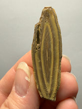 Load image into Gallery viewer, Stromatolite Fossil Slice | Ancient Microbial Reef Structure | Morocco
