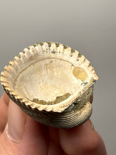 Load image into Gallery viewer, Bivalve (Pelecypoda) Fossil Sea Shell with Chalcopyrite | Mineralized Fossil Specimen | Indonesia
