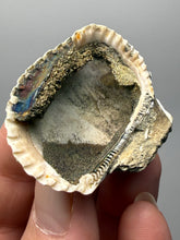 Load image into Gallery viewer, Bivalve (Pelecypoda) Fossil Sea Shell with Chalcopyrite | Mineralized Fossil Specimen | Indonesia
