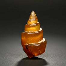 Load image into Gallery viewer, Agatized Gastropod Fossil Specimen | Morocco

