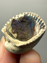 Load image into Gallery viewer, Bivalve (Pelecypoda) Fossil Sea Shell with Chalcopyrite | Mineralized Fossil Specimen | Indonesia
