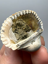 Load image into Gallery viewer, Bivalve (Pelecypoda) Fossil Sea Shell with Chalcopyrite | Mineralized Fossil Specimen | Indonesia
