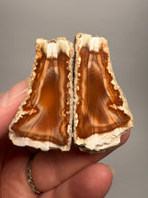 Load image into Gallery viewer, High-Grade Indonesian Sumatra Agate Pair – Vibrant Banded Chalcedony with Rich Color Zoning | Ethical Lapidary &amp; Collector Display Specimens
