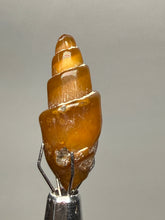 Load image into Gallery viewer, Agatized Gastropod Fossil Specimen | Morocco
