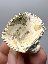 Load image into Gallery viewer, Bivalve (Pelecypoda) Fossil Sea Shell with Chalcopyrite | Mineralized Fossil Specimen | Indonesia
