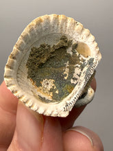 Load image into Gallery viewer, Bivalve (Pelecypoda) Fossil Sea Shell with Chalcopyrite | Mineralized Fossil Specimen | Indonesia
