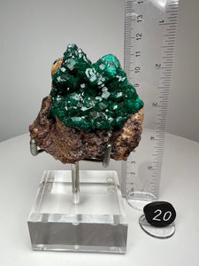 Dioptase Cluster from Congo • High Grade • Mineral Collector’s Specimen Showpiece