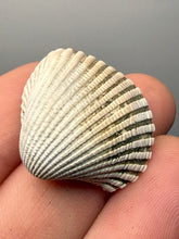 Load image into Gallery viewer, Bivalve (Pelecypoda) Fossil Sea Shell with Chalcopyrite | Mineralized Fossil Specimen | Indonesia
