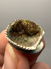Load image into Gallery viewer, Bivalve (Pelecypoda) Fossil Sea Shell with Chalcopyrite | Mineralized Fossil Specimen | Indonesia
