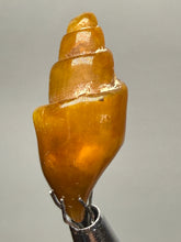 Load image into Gallery viewer, Agatized Gastropod Fossil Specimen | Morocco
