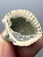 Load image into Gallery viewer, Bivalve (Pelecypoda) Fossil Sea Shell with Chalcopyrite | Mineralized Fossil Specimen | Indonesia
