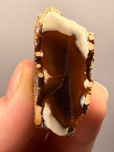 Load image into Gallery viewer, Premium Sumatra Agate (Banded Chalcedony) Display Specimen | Indonesia
