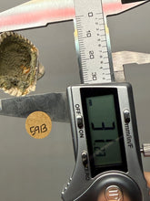 Load image into Gallery viewer, Bivalve (Pelecypoda) Fossil Sea Shell with Chalcopyrite | Mineralized Fossil Specimen | Indonesia
