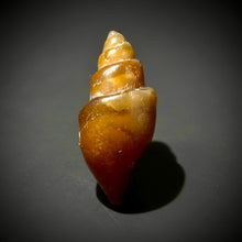 Load image into Gallery viewer, Agatized Gastropod Fossil Specimen | Morocco
