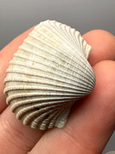 Load image into Gallery viewer, Bivalve (Pelecypoda) Fossil Sea Shell with Chalcopyrite | Mineralized Fossil Specimen | Indonesia
