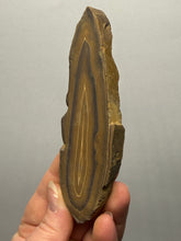 Load image into Gallery viewer, Stromatolite Fossil Slice | Ancient Microbial Reef Structure | Morocco
