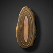 Load image into Gallery viewer, Stromatolite Fossil Slice | Ancient Microbial Reef Structure | Morocco
