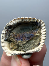 Load image into Gallery viewer, Bivalve (Pelecypoda) Fossil Sea Shell with Chalcopyrite | Mineralized Fossil Specimen | Indonesia
