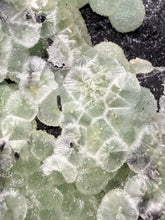 Load image into Gallery viewer, High-Grade Green Wavellite Collectors Specimen - Radiating Botryoidal Crystal Formation - Arkansas, USA
