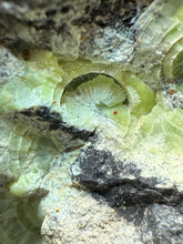 Load image into Gallery viewer, High-Grade Green Wavellite Collectors Specimen - Radiating Botryoidal Crystal Formation - Arkansas, USA
