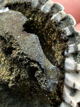 Load image into Gallery viewer, Bivalve (Pelecypoda) Fossil Sea Shell with Chalcopyrite | Mineralized Fossil Specimen | Indonesia
