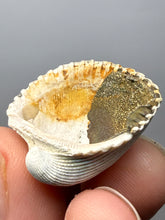 Load image into Gallery viewer, Bivalve (Pelecypoda) Fossil Sea Shell with Chalcopyrite | Mineralized Fossil Specimen | Indonesia
