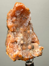 Load image into Gallery viewer, Sunset Goblin Chalcedony Botryoidal Stalactite | Sidi Rahal, Morocco (Western Sahara) Mineral Display Specimen
