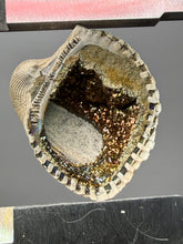 Load image into Gallery viewer, Bivalve (Pelecypoda) Fossil Sea Shell with Chalcopyrite | Mineralized Fossil Specimen | Indonesia
