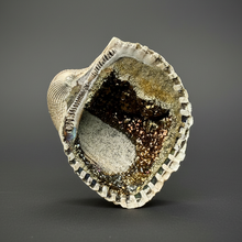 Load image into Gallery viewer, Bivalve (Pelecypoda) Fossil Sea Shell with Chalcopyrite | Mineralized Fossil Specimen | Indonesia
