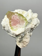 Load image into Gallery viewer, Watermelon Tourmaline on Matrix – Collector Mineral Specimen from Pakistan
