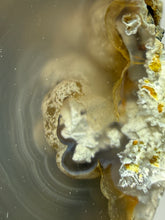 Load image into Gallery viewer, Natural Laguna Agate Collector Mineral Specimen | Chihuahua, Mexico
