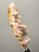 Load image into Gallery viewer, Sunset Goblin Chalcedony Botryoidal Stalactite | Sidi Rahal, Morocco (Western Sahara) Mineral Display Specimen
