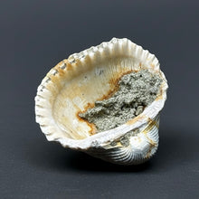 Load image into Gallery viewer, Bivalve (Pelecypoda) Fossil Sea Shell with Chalcopyrite | Mineralized Fossil Specimen | Indonesia
