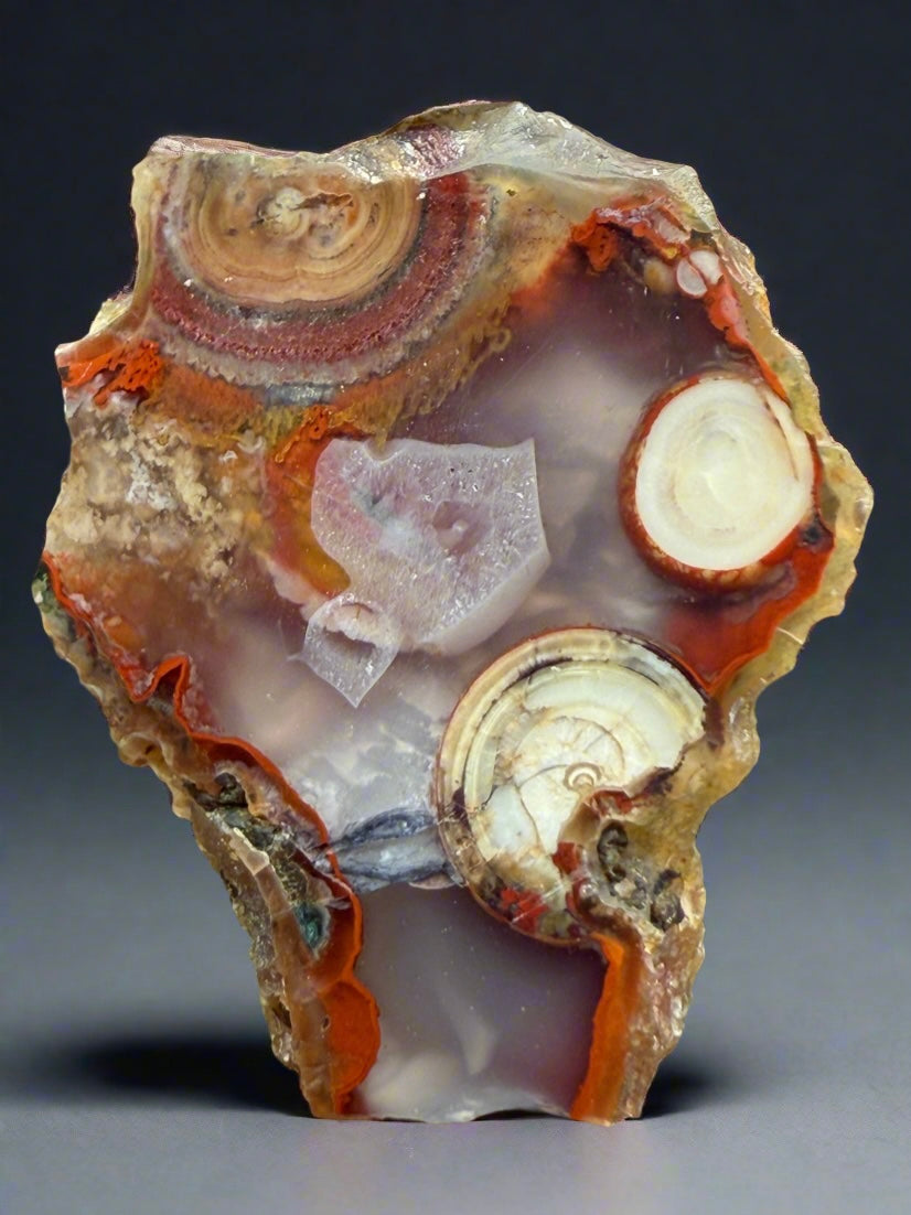 Rare Moroccan Orbicular Agate Collected by Indigenous Nomads | Ancient Beauty from the Sahara