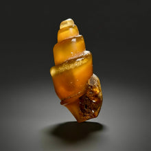 Load image into Gallery viewer, Agatized Gastropod Fossil Specimen | Morocco
